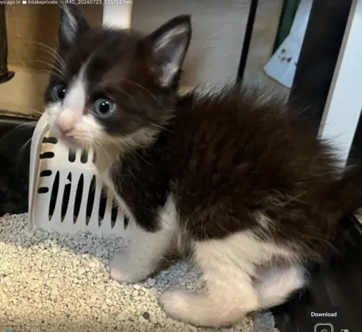 Tate Tuxie