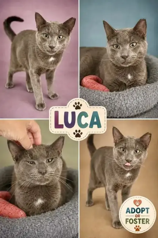 Luca (FCID# 07/30/2026 - 38 Trainer)