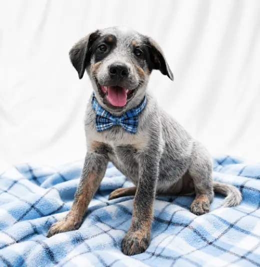 Border Collie Lab Puppy Male