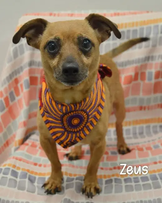 Zeus
