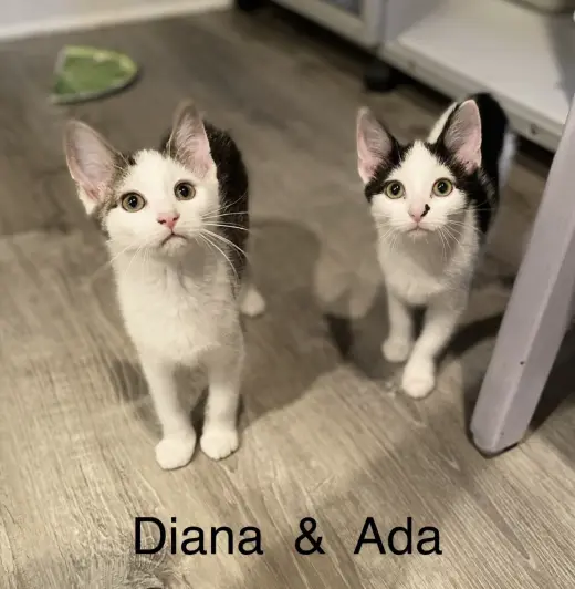 Diana