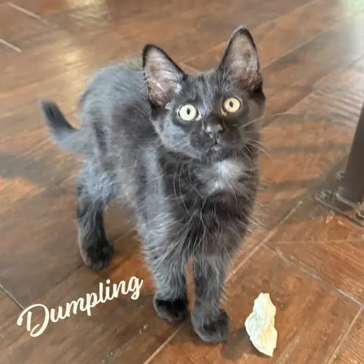 Dumpling #brother-of-Tini
