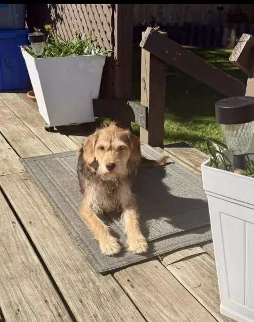Dove