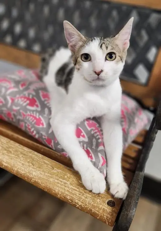 Kitten 27953 (Andy)