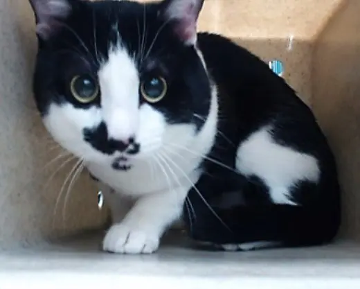 ELVIS