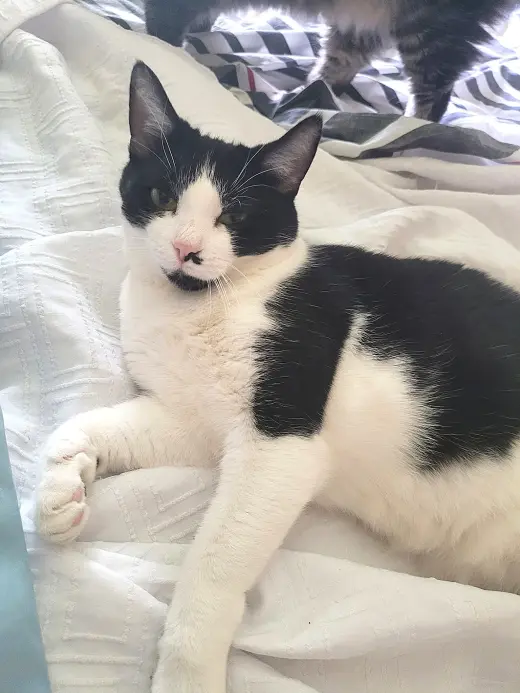 KITTY TUXEDO JEWEL