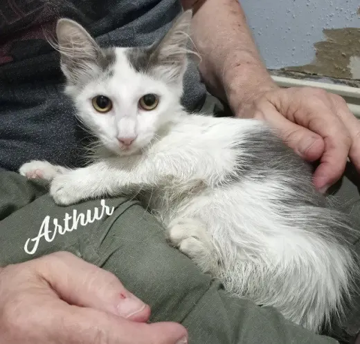 Arthur #fluffy-sweetheart