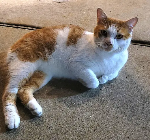 KITTY BOBTAIL BOBBY