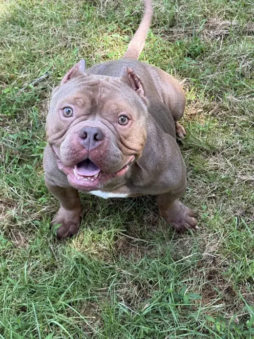 Porkchop
