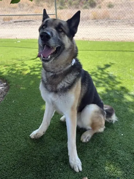 LOKI
