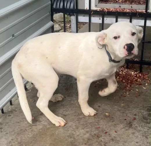 Marshall - ADOPTION PENDING!!!