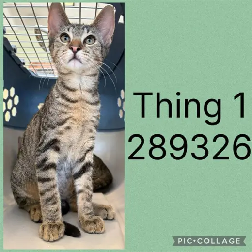 THING 1