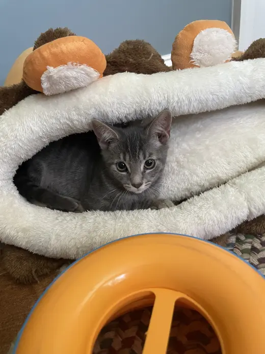 Theodore