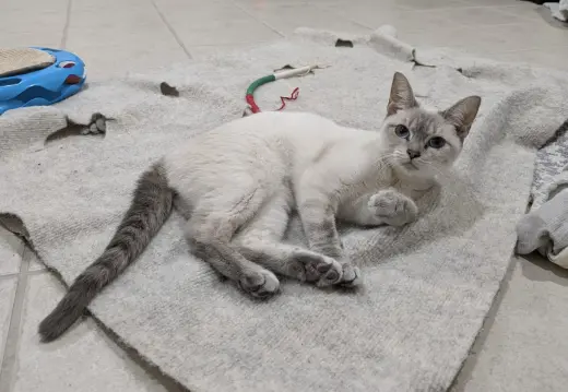 Nutmeg