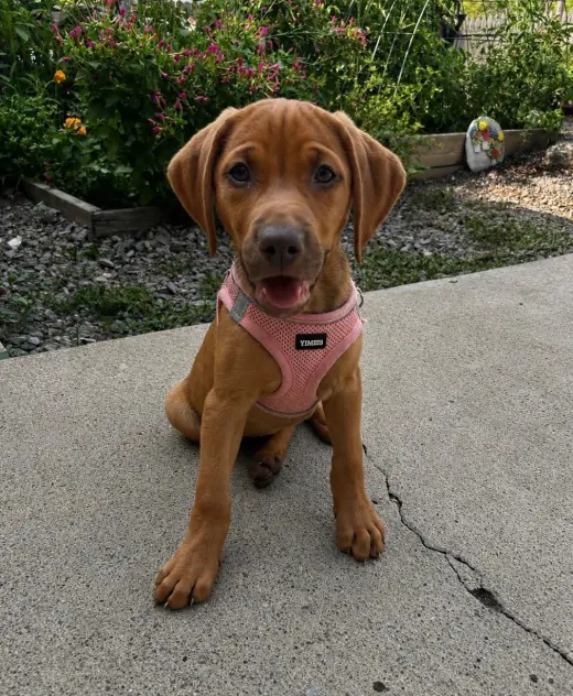 Caramel