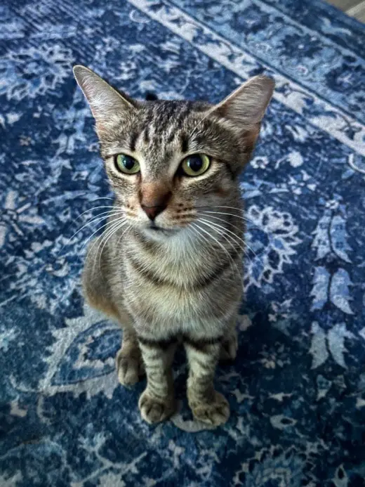 Cinnamon