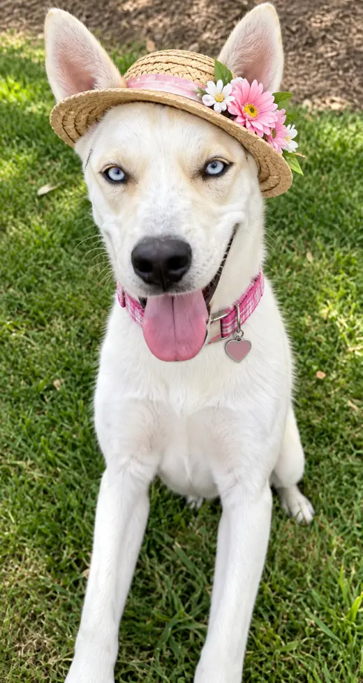SIBERIAN HUSKY white BLUE EYES