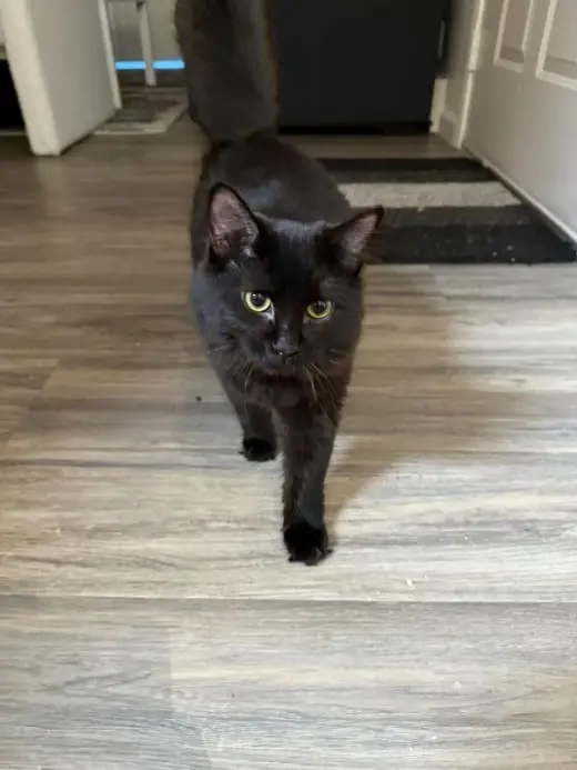 Fig (Miatuko)