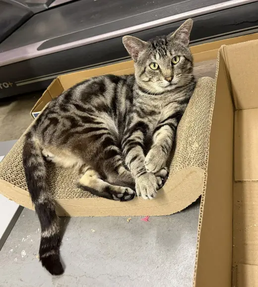 max