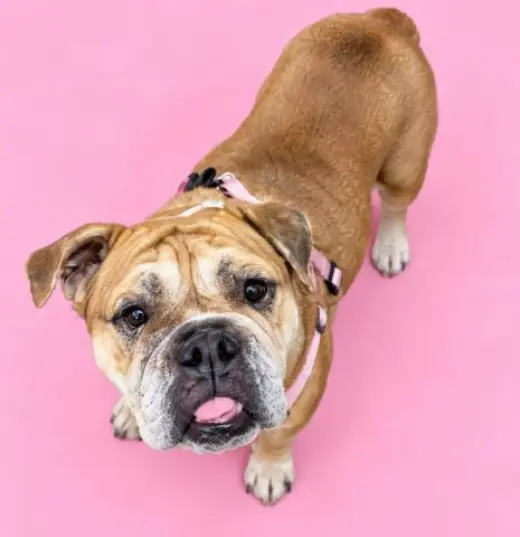 ELLA