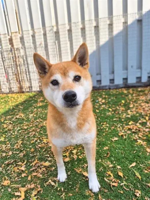 ZUKI