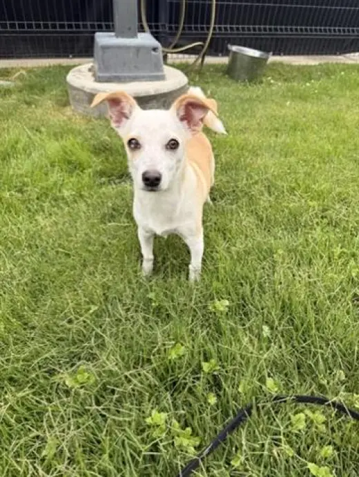 PEANUT