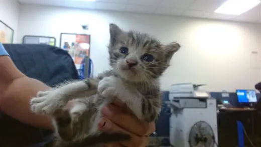 KITTY 1