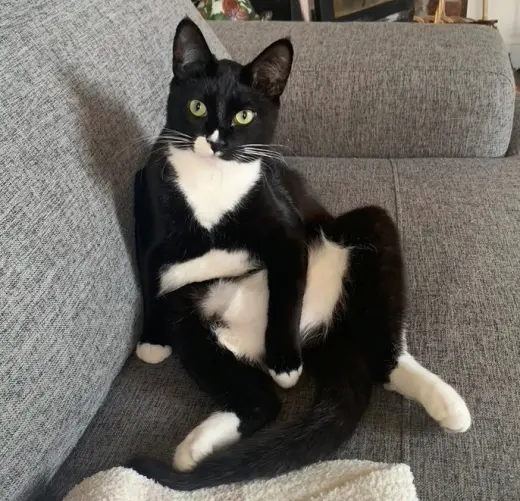 SASSY #2018 - Offered by Owner- Young Tuxedo