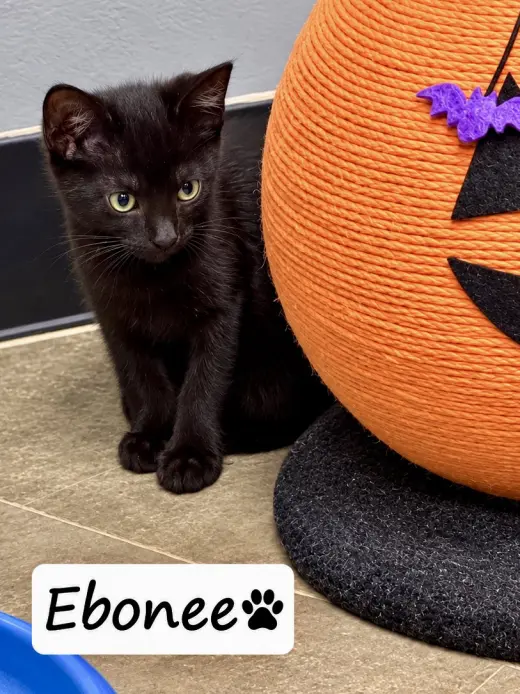 Ebonee (FCID# 09/20/2026 - 2 Brandywine PS) C