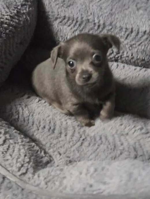Muffin