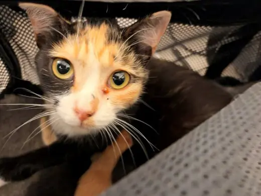 COCO CHANEL