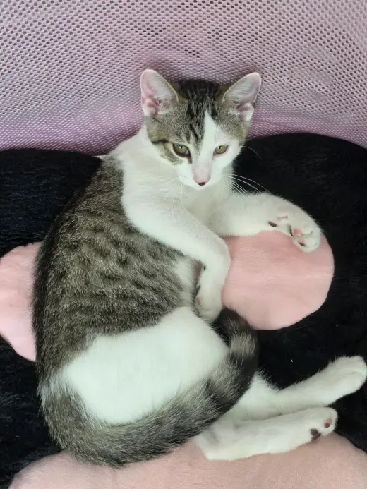 Lentil