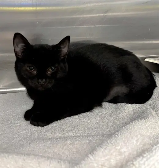 SALEM