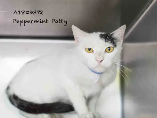 PEPPERMINT PATTY