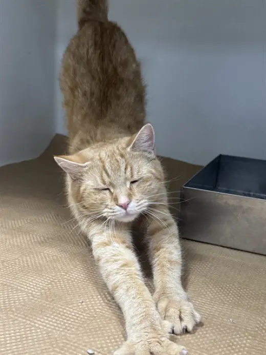 PEACHES