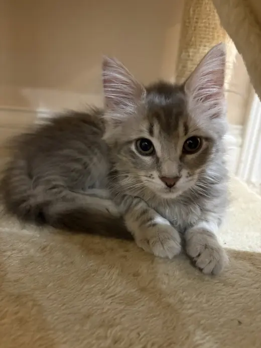 Sophie