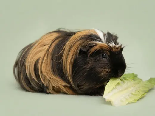 Pumpernickel