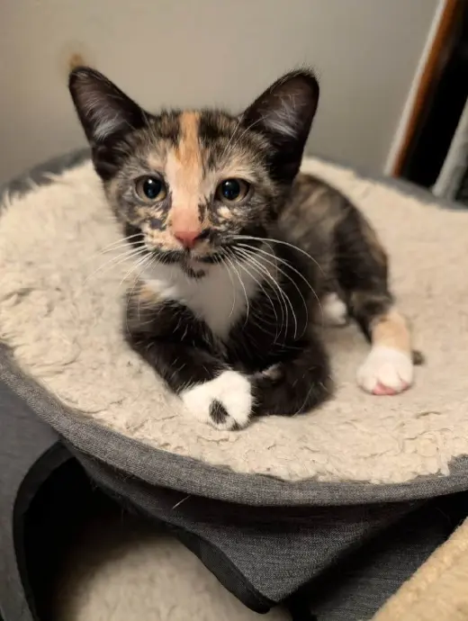 Coco