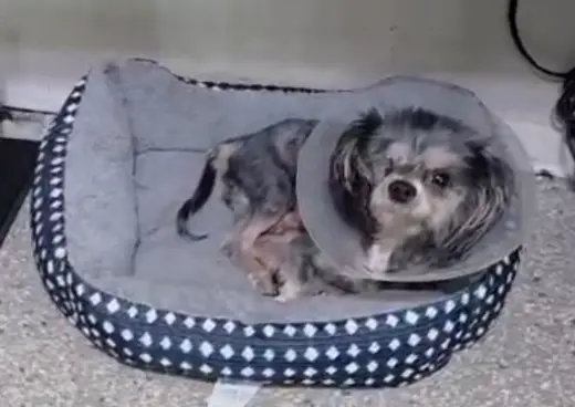LuLu