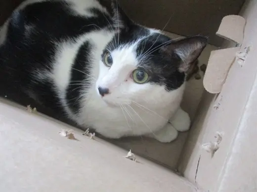 HOUDINI