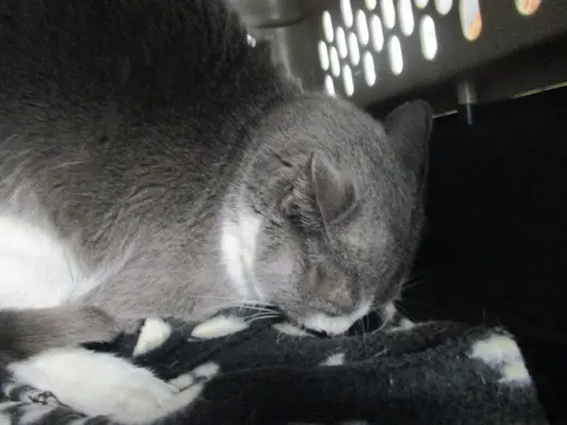 MAMA CAT