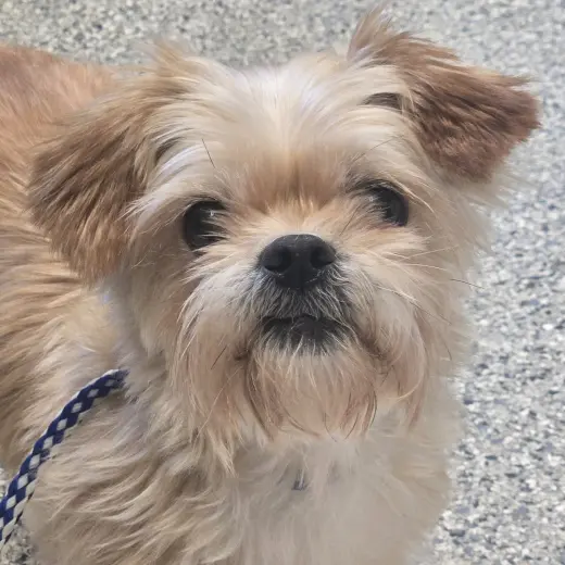 Biscuit
