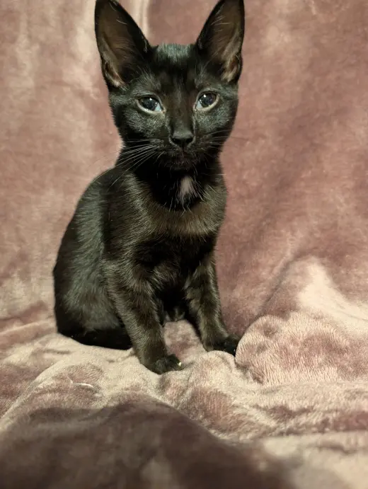 Salem