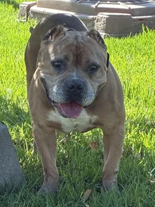 CHESTER