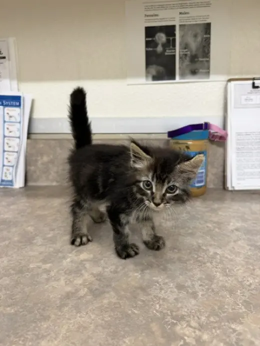 PACO