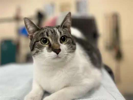KIKI
