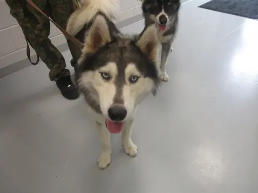 BALTO