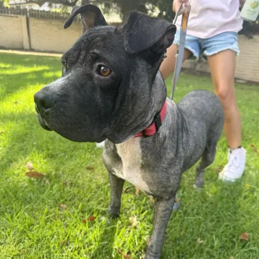 *MAYA