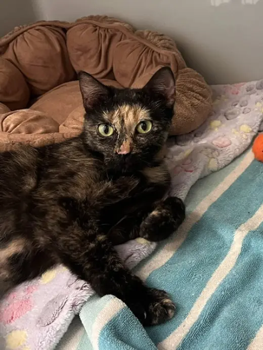 Boo