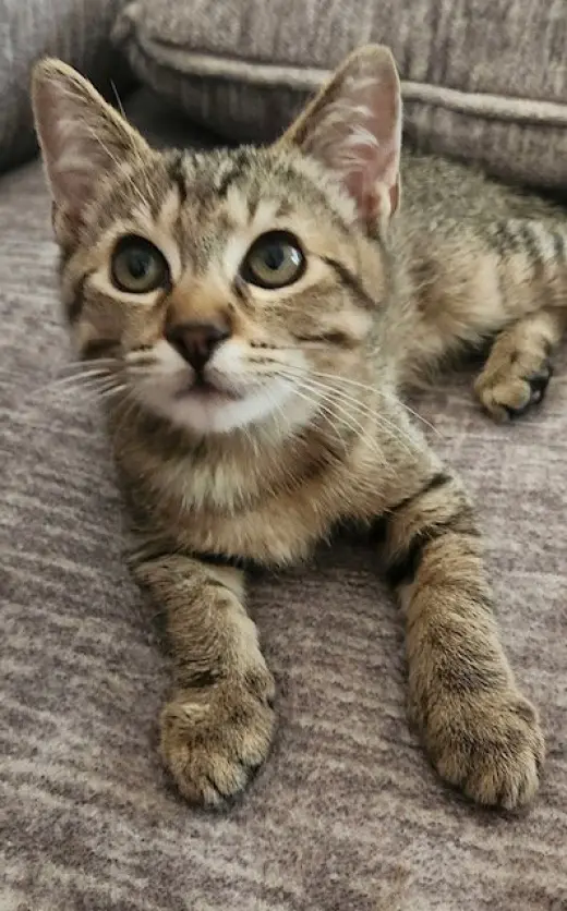 Tiggy (bonded with Oliver)